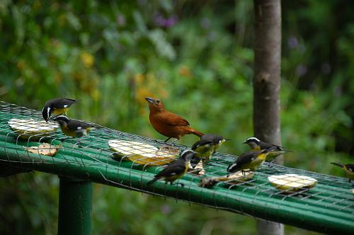 Bird Feeder